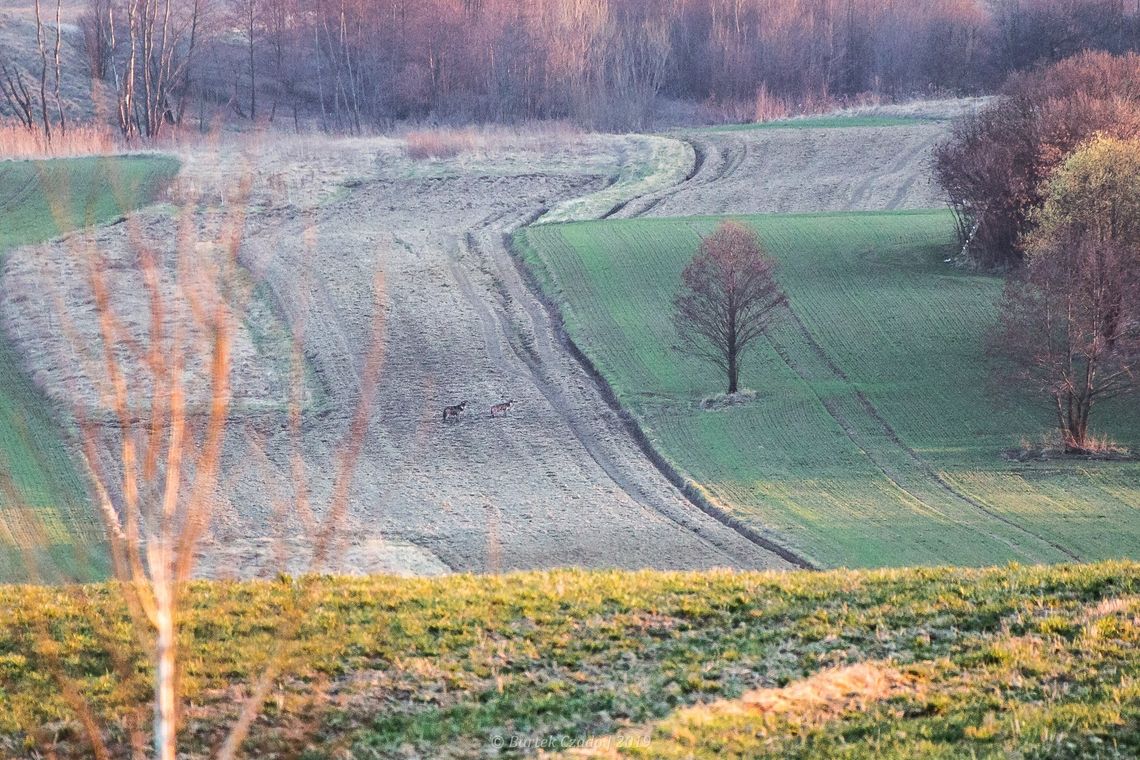 Para wilków błąka się w okolicy rezerwatu Łąki w Komborni