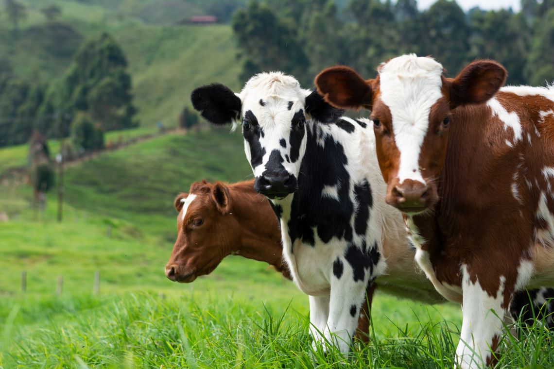 Pasze dla bydła - jak wybrać odpowiednią i zwiększyć wydajność hodowli?