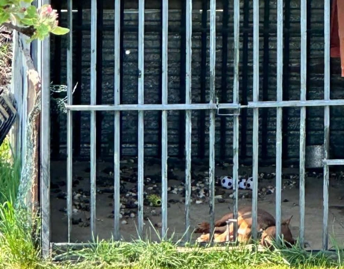 Pies Miki uratowany. Skrajne zaniedbanie i możliwe znęcanie się nad zwierzęciem