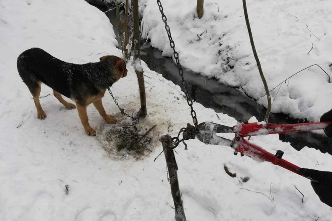 Pies przykuty był do drzewa w lesie. Uwolnili go policjanci