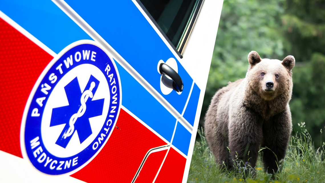 Płonna. Służby wezwane do kobiety zaatakowanej przez niedźwiedzia [KOBIETA NIE ŻYJE]