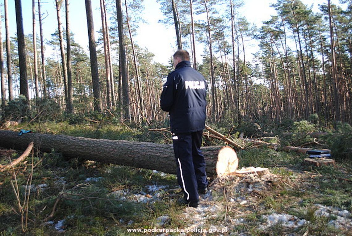 Podkarpacie. Tragedia podczas wycinki drzewa