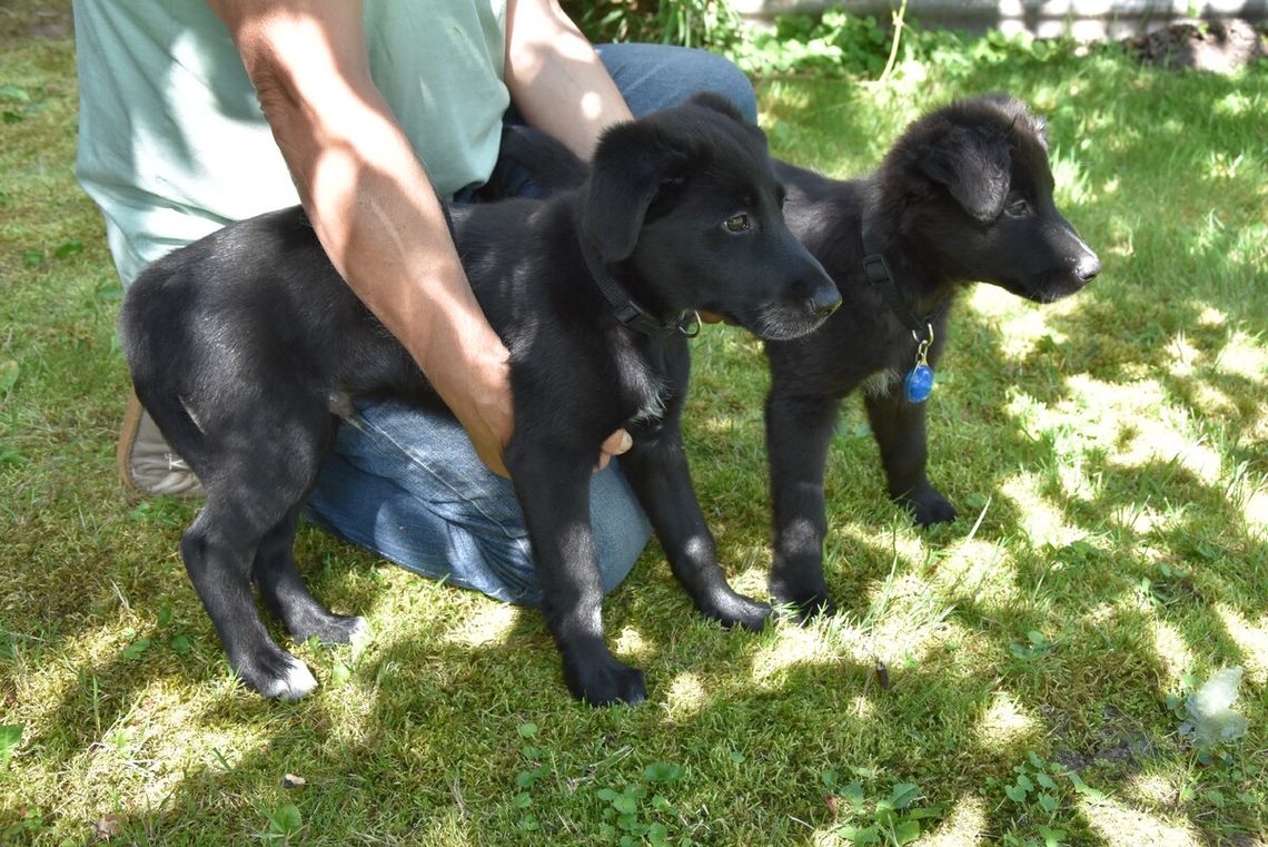 Policja szuka osoby, która porzuciła dwa szczeniaki na prywatnej posesji przy Grodzkiej