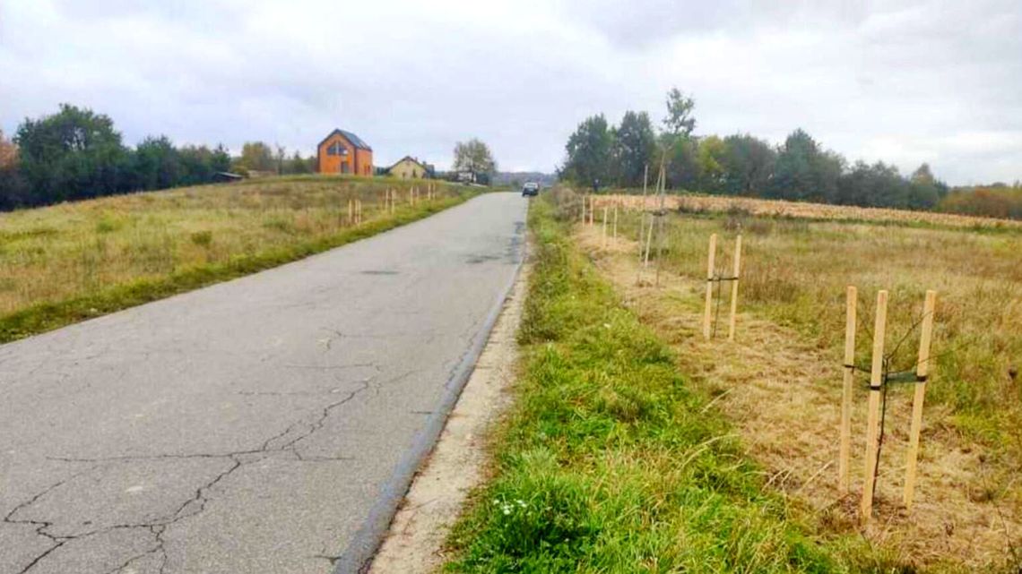 Powiat krośnieński włączył się w akcję sadzenia drzew miododajnych