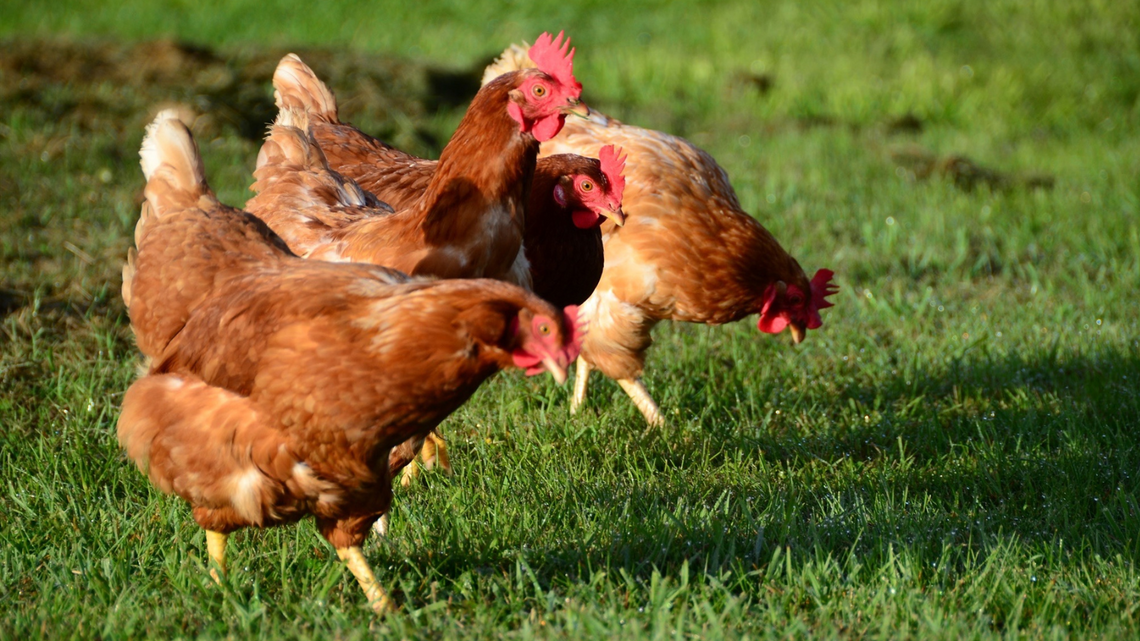 Powiatowy Inspektorat Weterynarii w Krośnie informuje o grypie ptaków