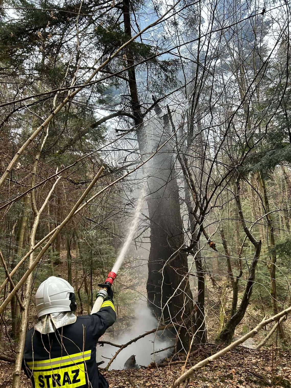 Pożar w Magurskim Parku Narodowym. Szybka akcja strażaków zapobiegła większym stratom