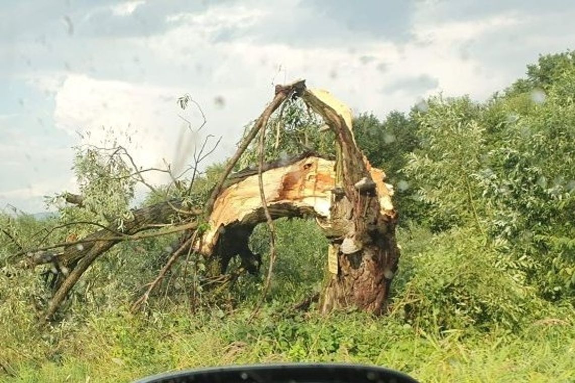 Pozrywane dachy na domach i kościele. "Drzewa łamały się jak zapałki"