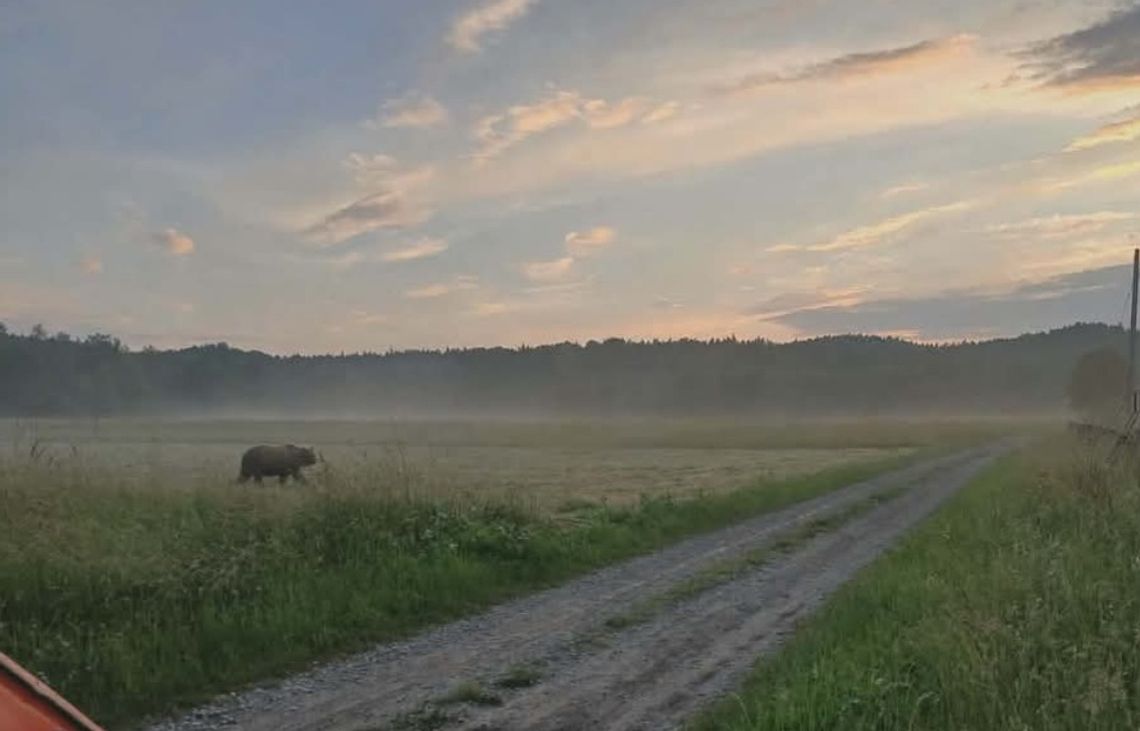 Prewencyjny alert dla mieszkańców gminy Chorkówka. Zauważono niedźwiedzia w Bóbrce Prewencyjny alert dla mieszkańców gminy Chorkówka. Zauważono niedźwiedzia w Bóbrce