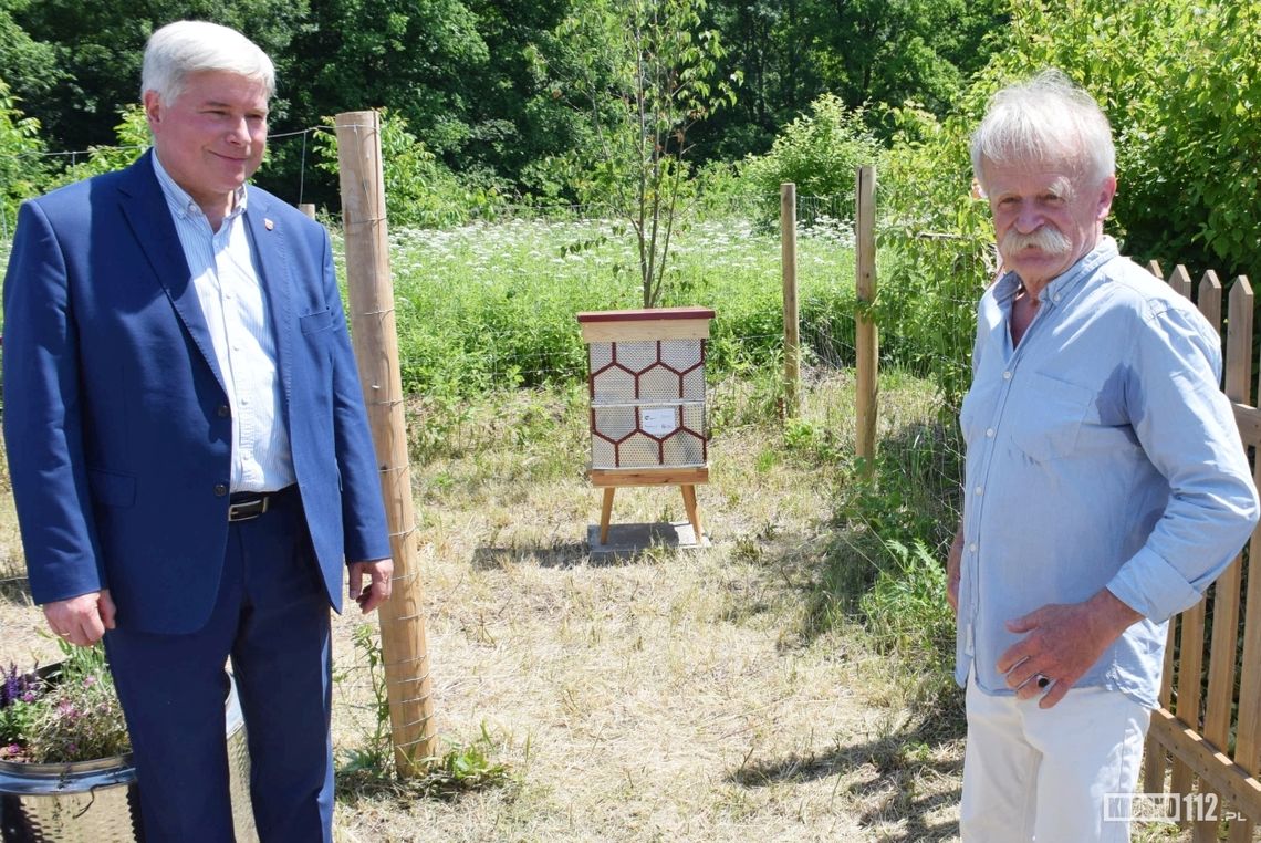 Pszczoły zamieszkały w zakolu Wisłoka. Miejska pasieka jest domem dla trzech rodzin