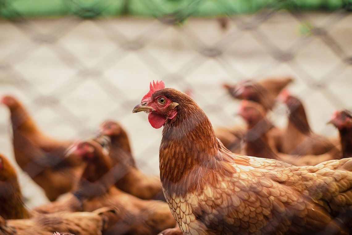 ? Ptasia grypa w Głowience. Potwierdza Powiatowy Lekarz Weterynarii
