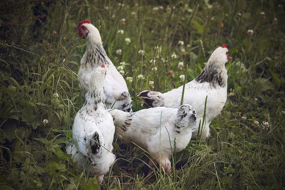 Ptasia grypa w Krośnie, zobacz zalecenia Inspekcji Weterynaryjnej