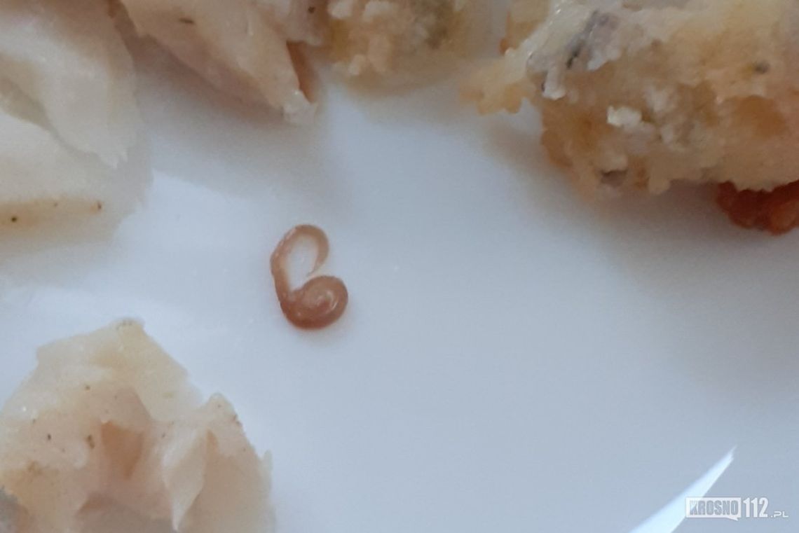 Robaki w rybie mrożonej zakupionej w krośnieńskim supermarkecie