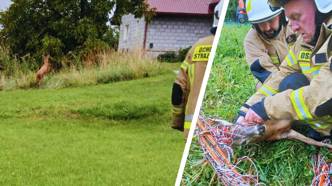 Rogacz uwięziony w elektrycznym pastuchu. Akcja ratunkowa strażaków z Jaszczwi