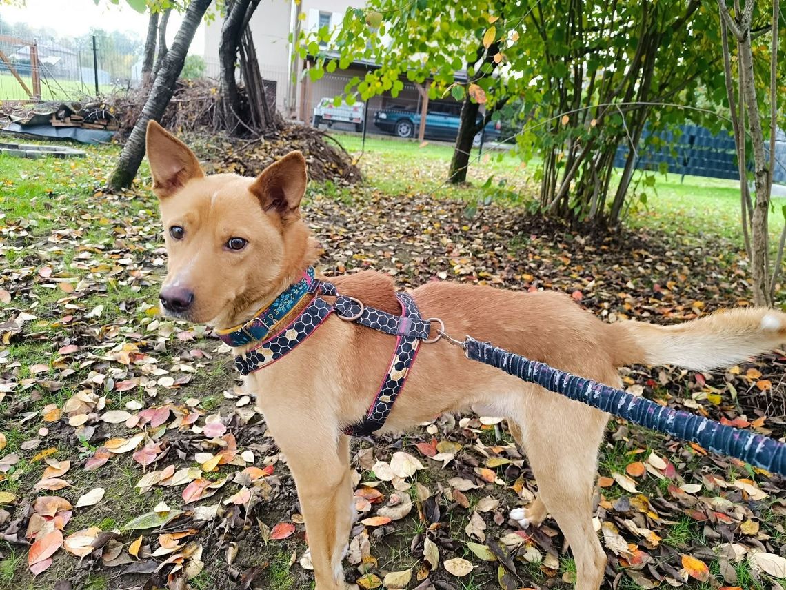Roki czeka na dom. „Stał się niewidzialny”, choć przeszedł piekło