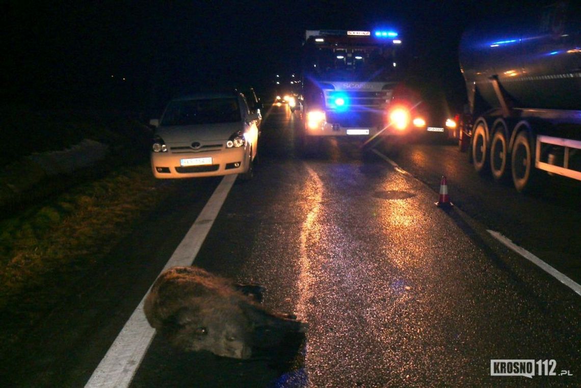 RYMANÓW: Dzik wtargnął na jezdnię. Uszkodzone samochody