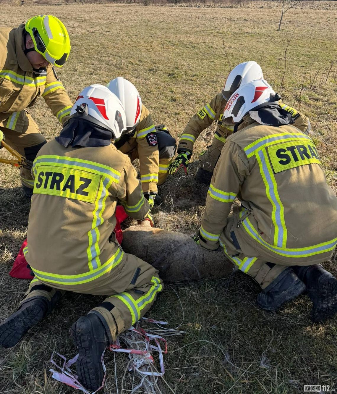 Sarna była zaplątana w siatkę ogrodzeniową. Uwolnili ją strażacy ze Świerzowej Polskiej