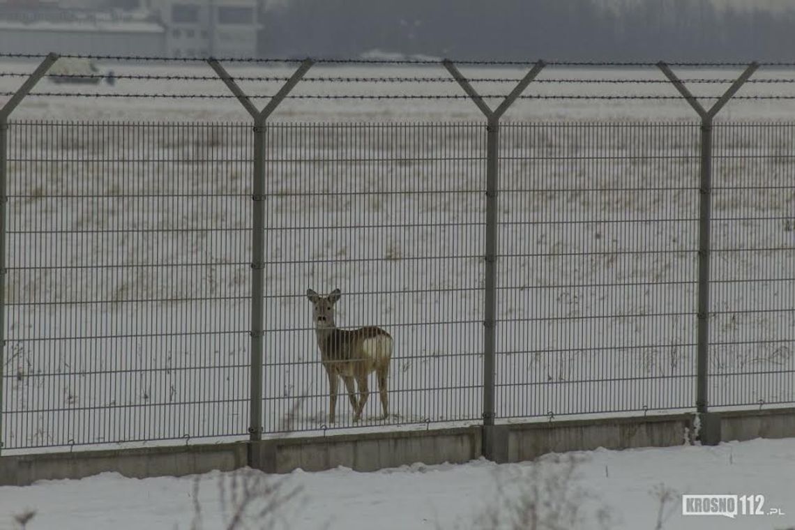 Sarny na lotnisku. Jak radzą sobie zimą?