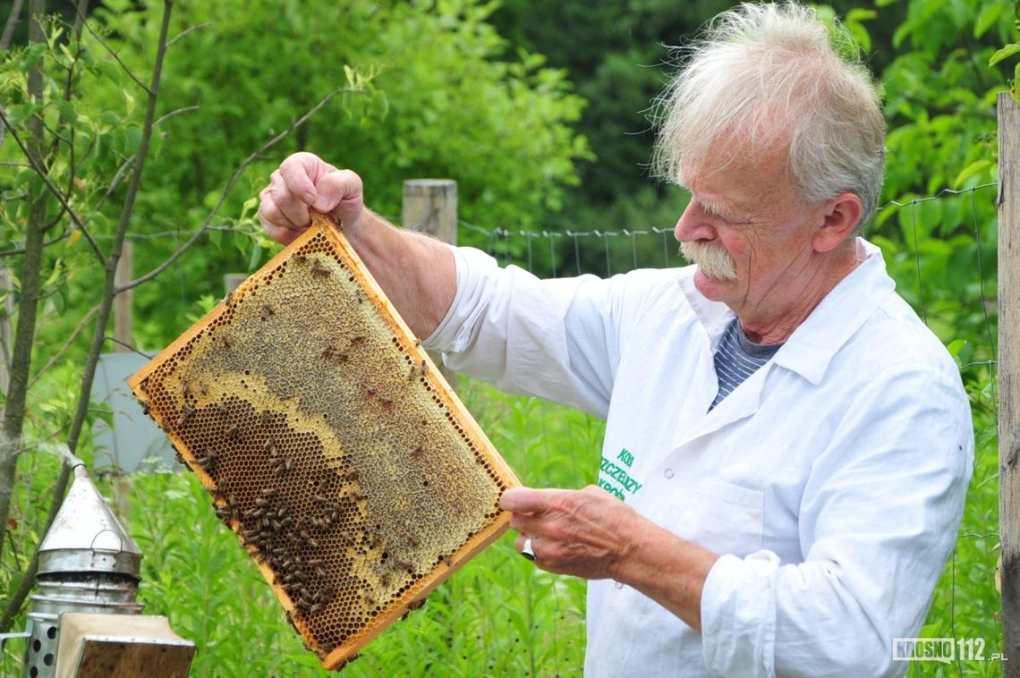 Słodkie popołudnie w miejskiej pasiece. Atrakcją było miodobranie