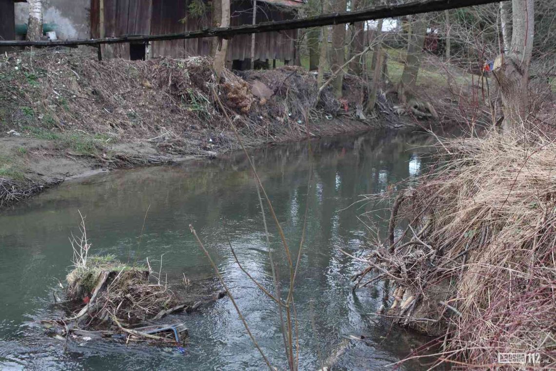 Jedlicze. Śnięte ryby w rzece Chlebiance i zalewie przy Zielonej [AKTUALIZACJA]