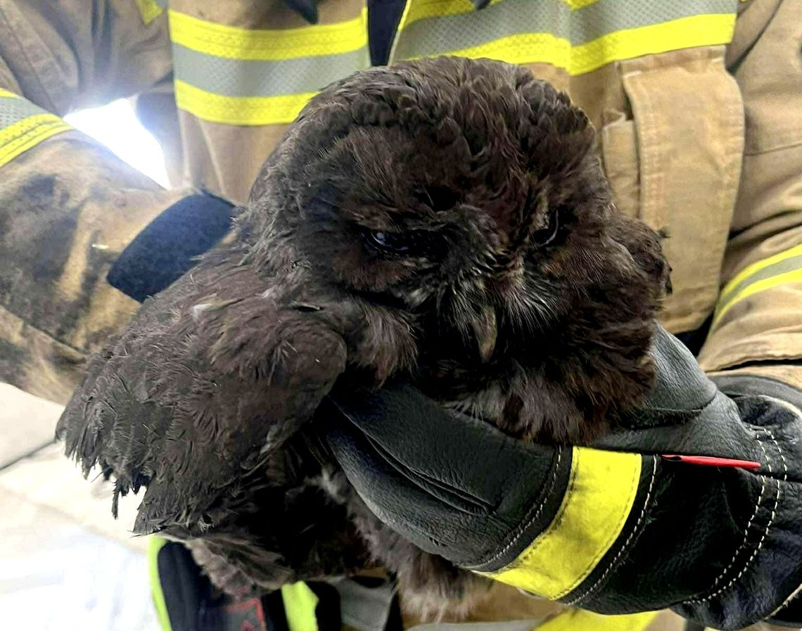 Sowa uwięziona w kominie. Z pomocą ruszyli strażacy