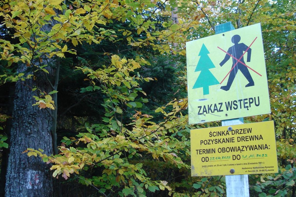 Spacery uzdrowiskowej grupy „Wspólnego Lasu” w obrębie Wołtuszowskiego Działu