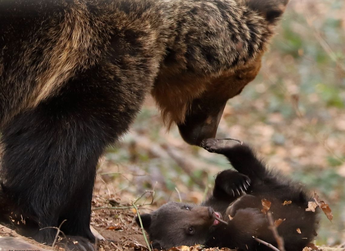 Spotkanie w bibliotece. Leśnicy opowiedzą o niedźwiedziach Spotkanie w bibliotece. Leśnicy opowiedzą o niedźwiedziach