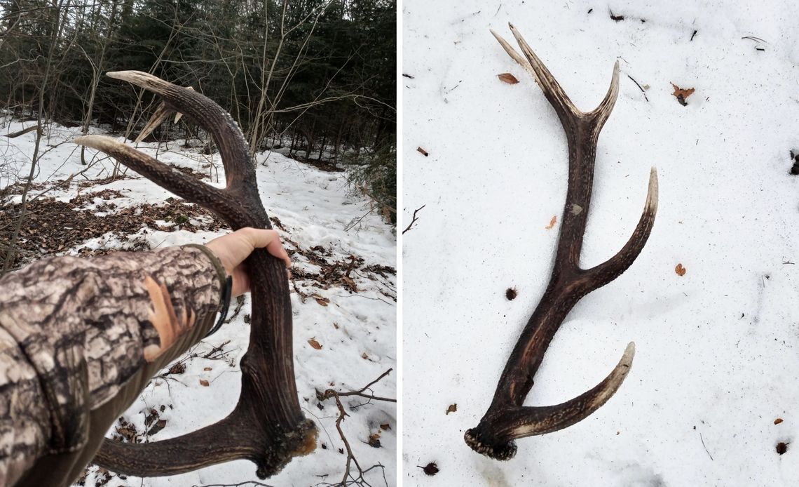 Straż Leśna będzie prowadzić akcję "Wieniec"