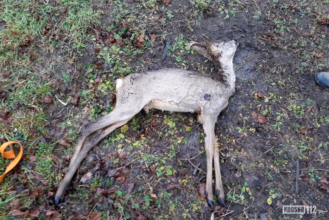 Strażacy z Dukli uratowali młodą sarnę, która wpadła do kompostownika