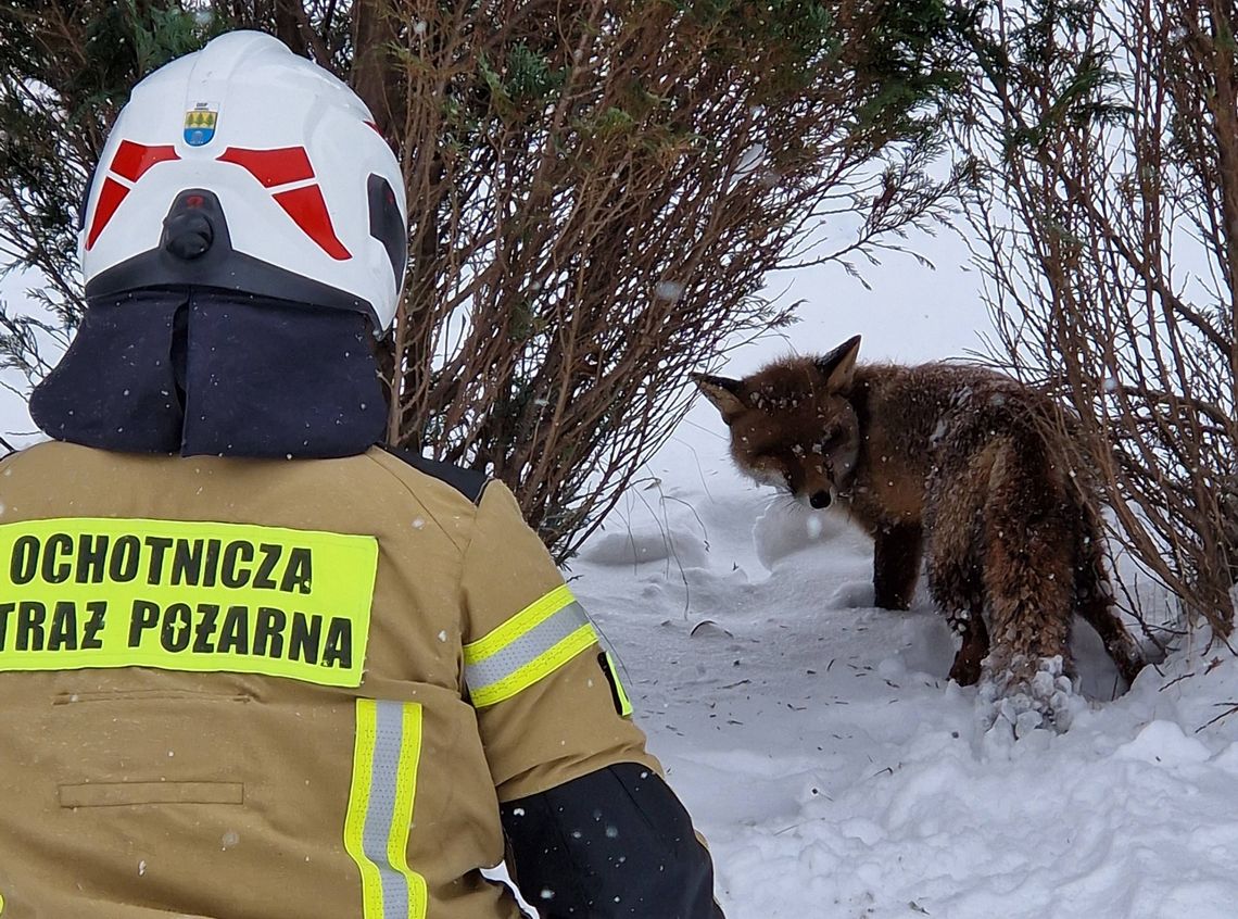 Strażacy z Iwonicza uratowali wychłodzonego lisa z rzeki Strażacy z Iwonicza uratowali wychłodzonego lisa z rzeki