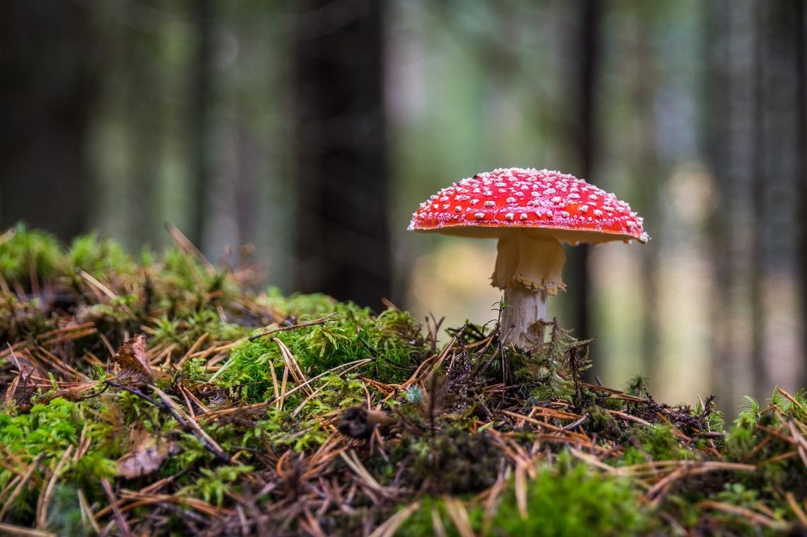 Strzeż się tych grzybów. Wróciły i wyglądają, jak ich niegroźne bliźniaki