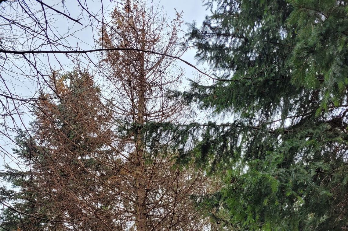Świerki mają u nas za sucho. Niekorzystne są dla nich zmiany klimatyczne i niski stan wód gruntowych