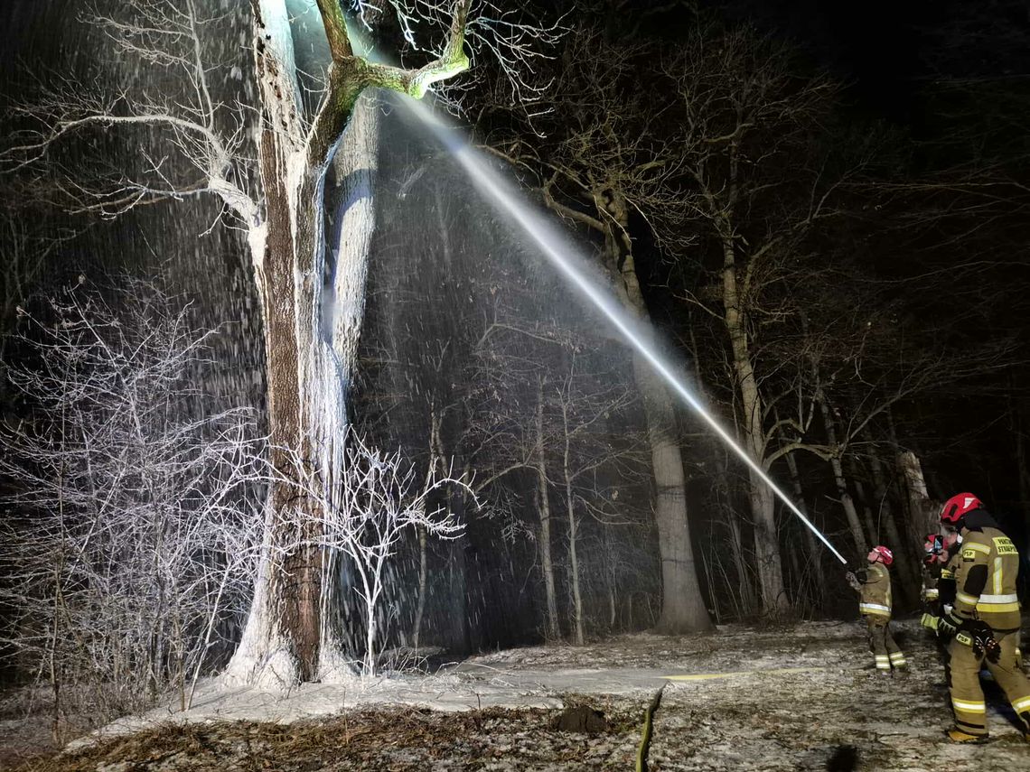 Targowiska. Pożar potężnego drzewa w parku Targowiska. Pożar potężnego drzewa w parku