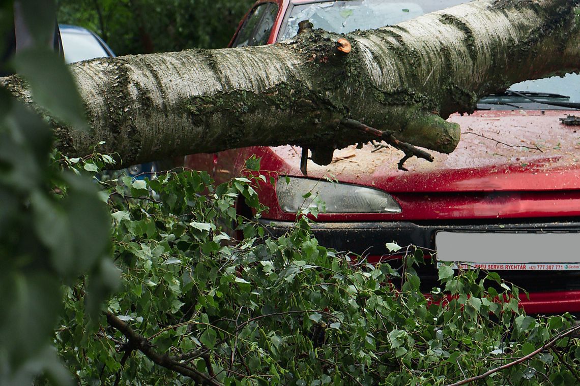 Tragedia pod Rzeszowem. Na jadący samochód spadło drzewo