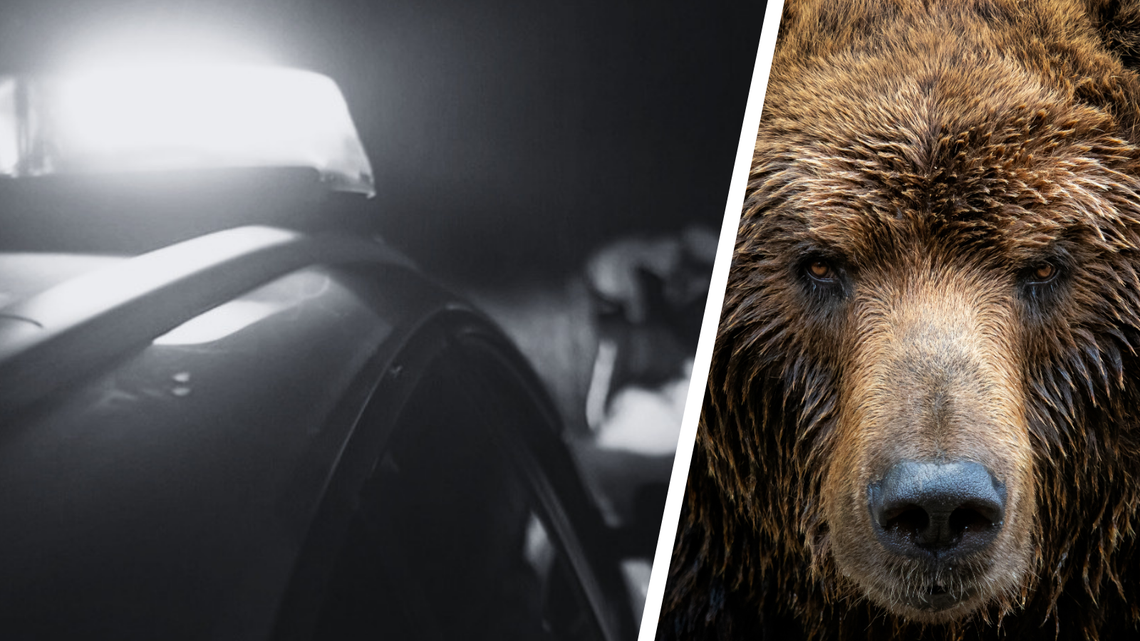 Tragiczny atak niedźwiedzia. Prokuratura prowadzi śledztwo