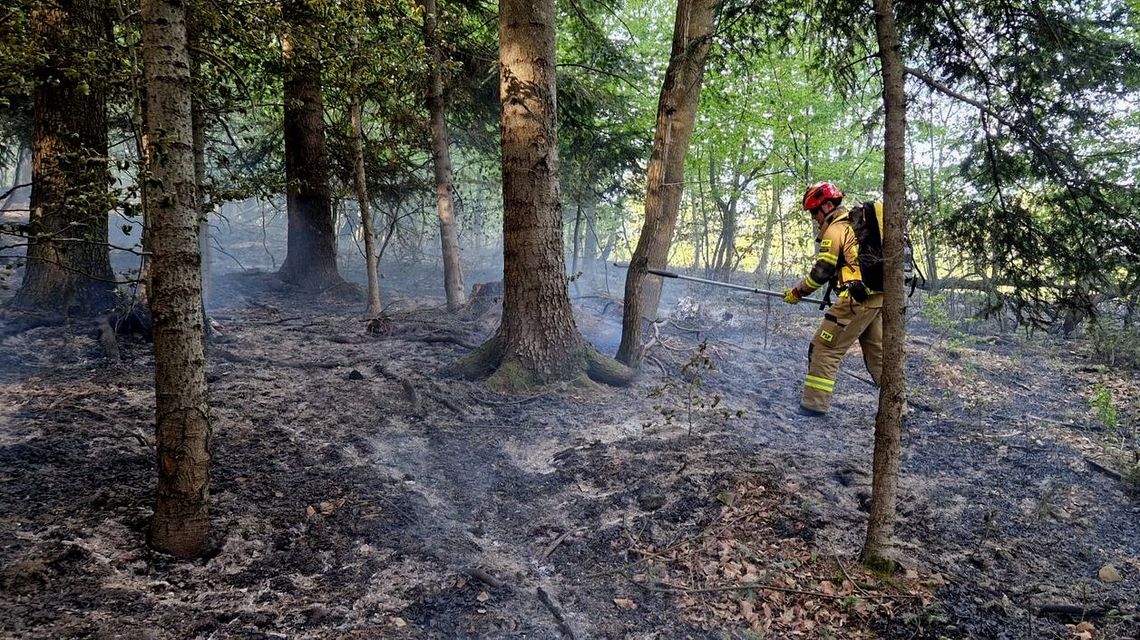 Trudna sytuacja w podkarpackich lasach. Leśnicy apelują o rozwagę