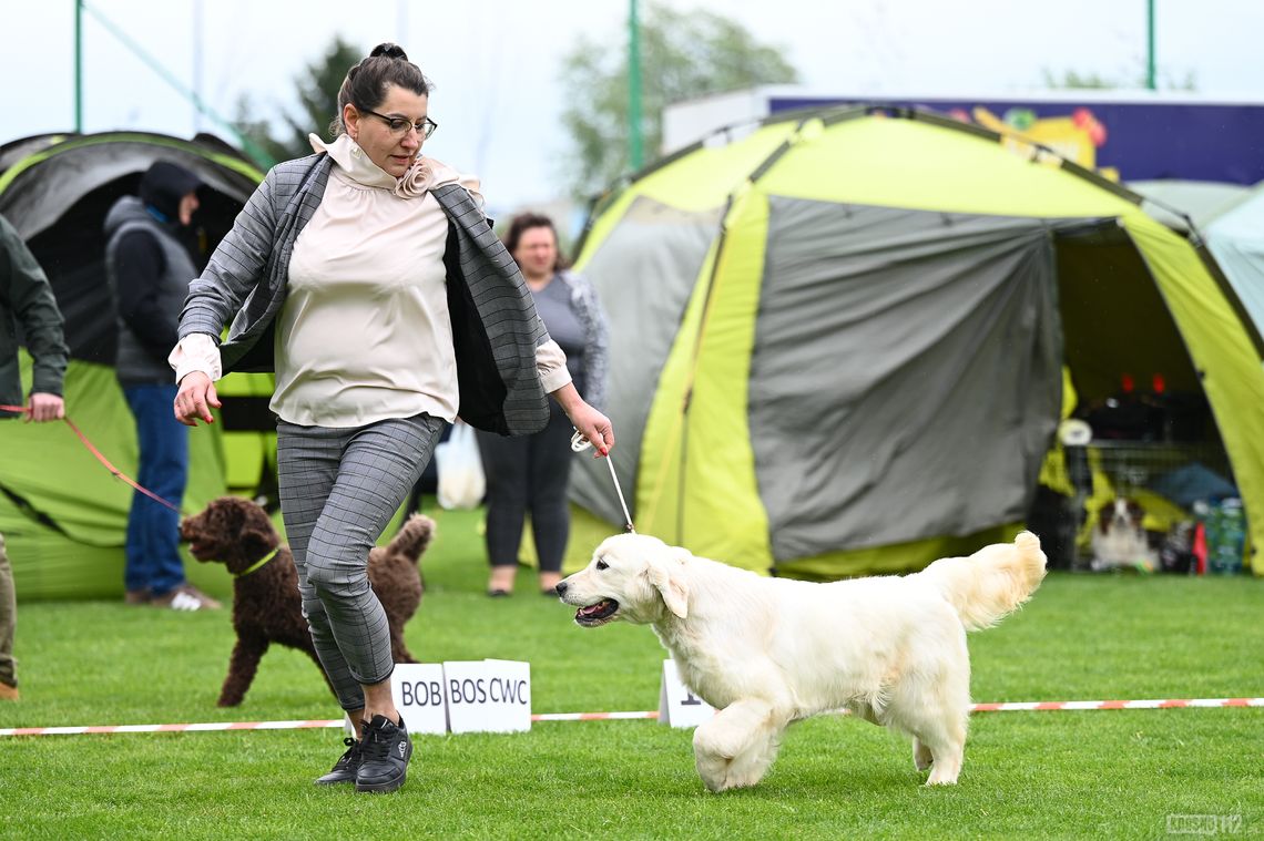 Trwa XXXVII Podkarpacka Wystawa Psów Rasowych w Krośnie