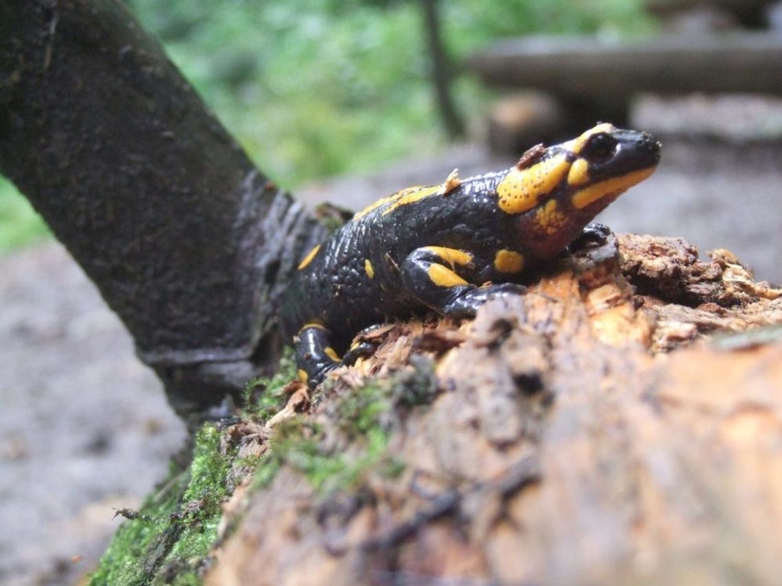 Trwają gody salamander. Leśnicy przestrzegają by ich nie dotykać