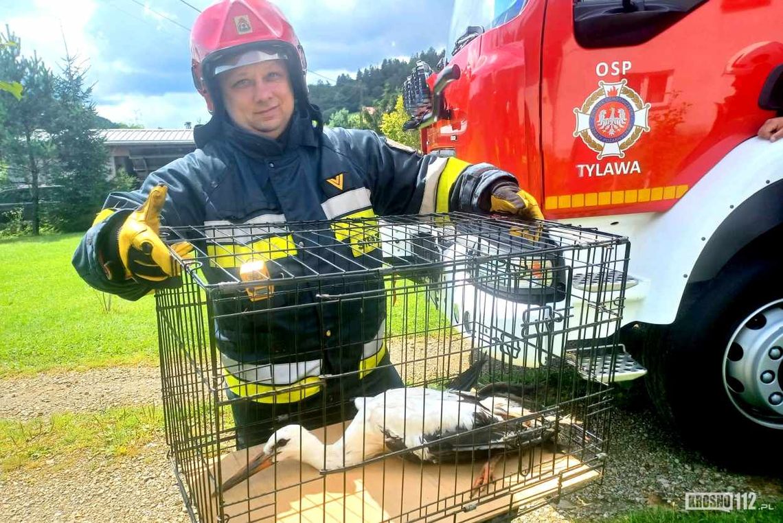 Tylawa. Strażacy pospieszyli na ratunek bocianowi