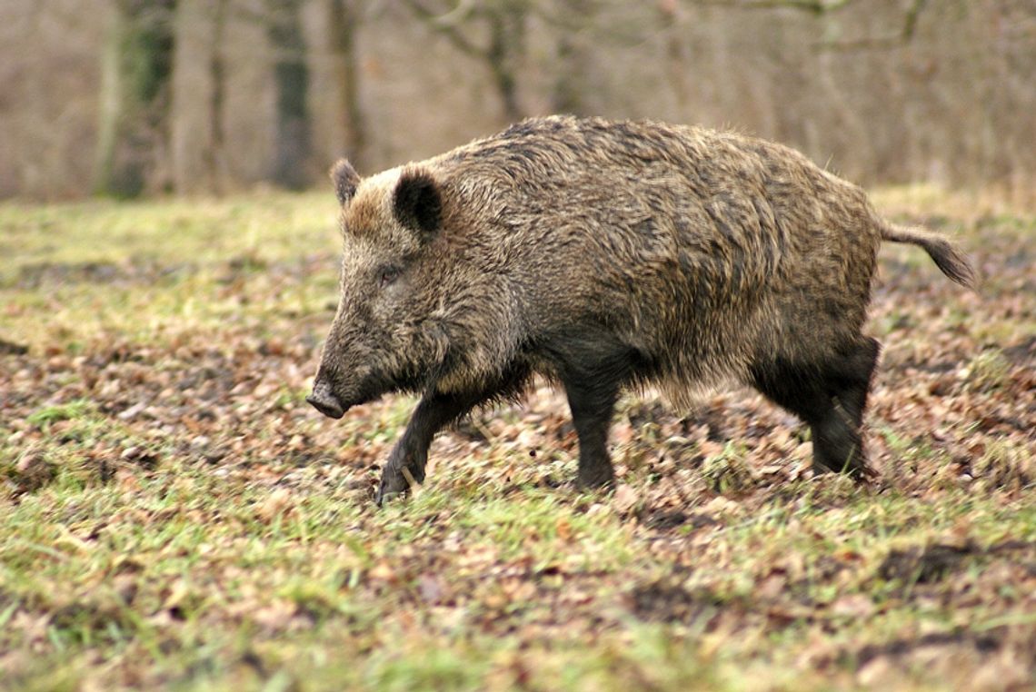 Uwaga na polowania w gminie Chorkówka!