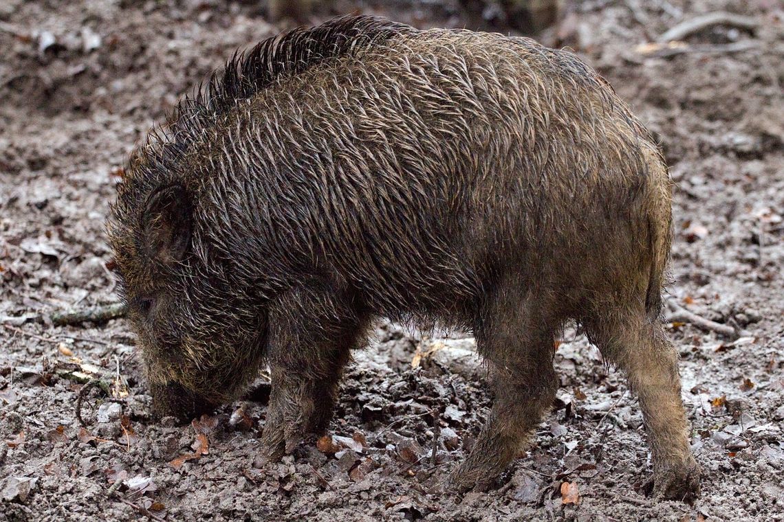 Uwaga! Rozpoczynają się polowania na dziki!