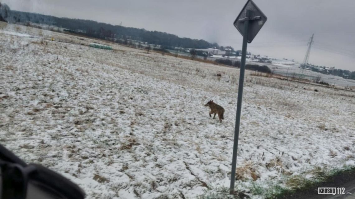 Uwaga wilk! Widziany był w Krośnie i Korczynie