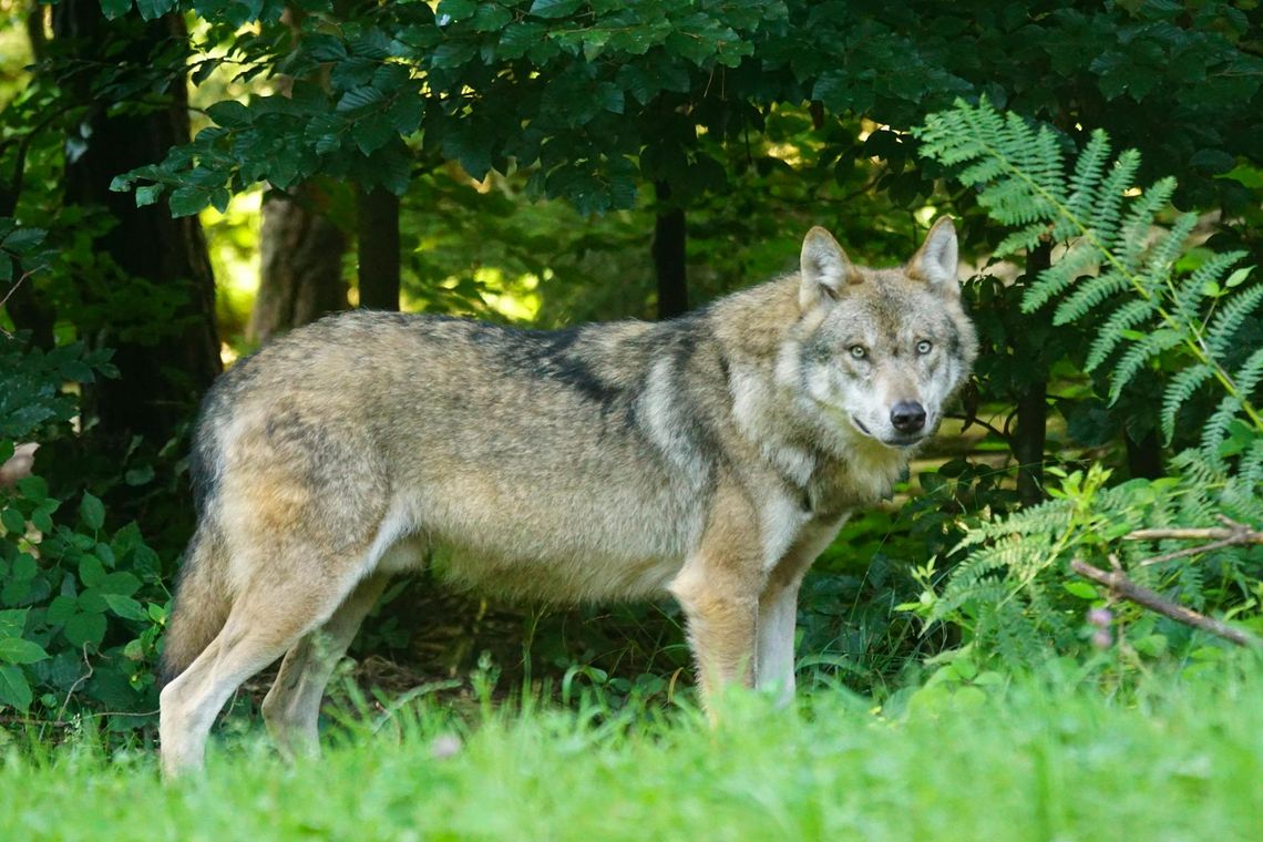 UWAGA! Władze gminy ostrzegają przed wilkami