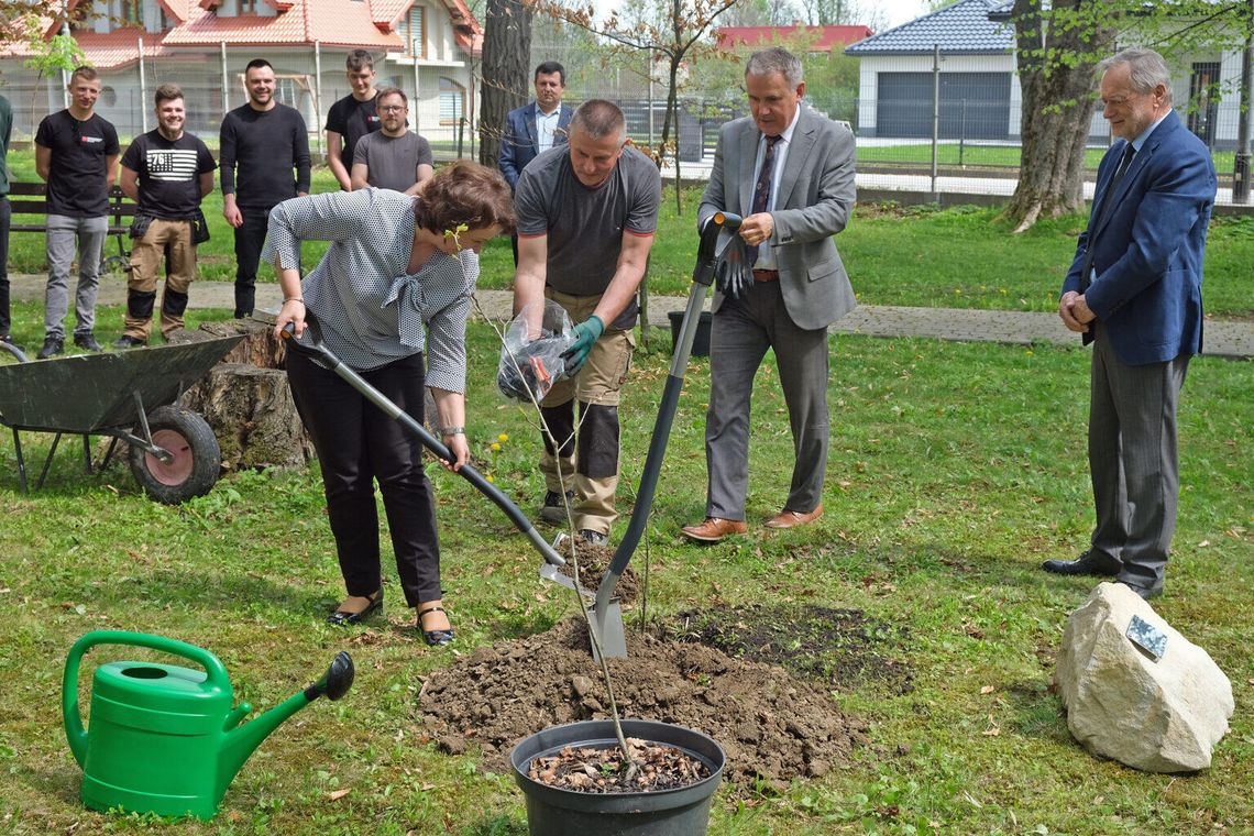 W parku Kampusu Politechnicznego krośnieńskiej uczelni rośnie Dąb Chrobry