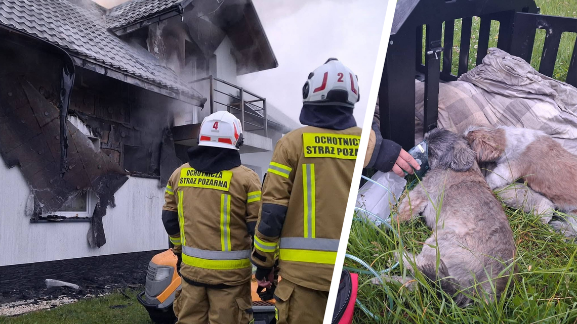 W pożarze domu w Strzyżowie, strażacy uratowali dwa pieski W pożarze domu w Strzyżowie, strażacy uratowali dwa pieski