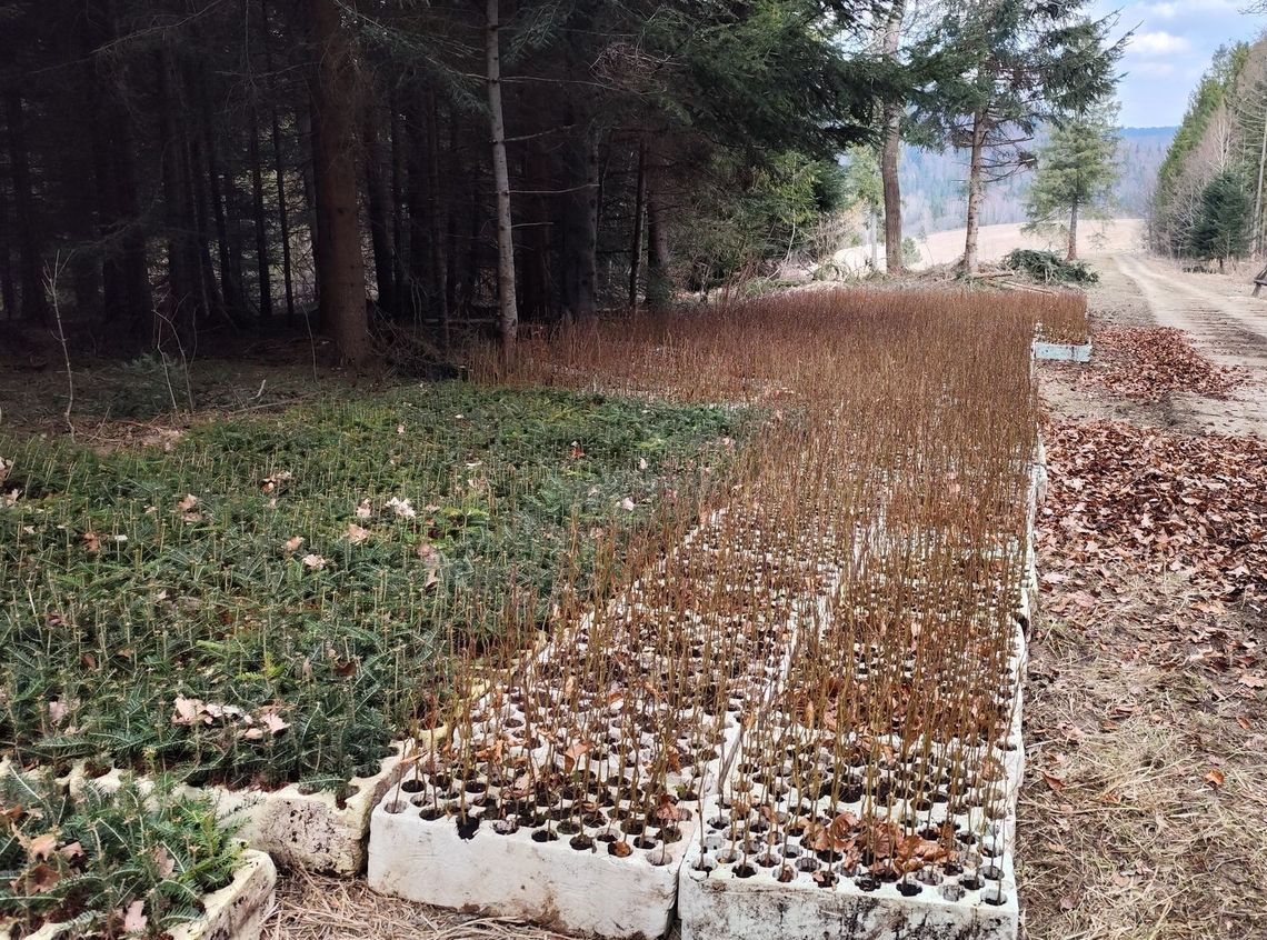 W tym roku na Podkarpaciu leśnicy zasadzą blisko 13 milionów młodych drzewek