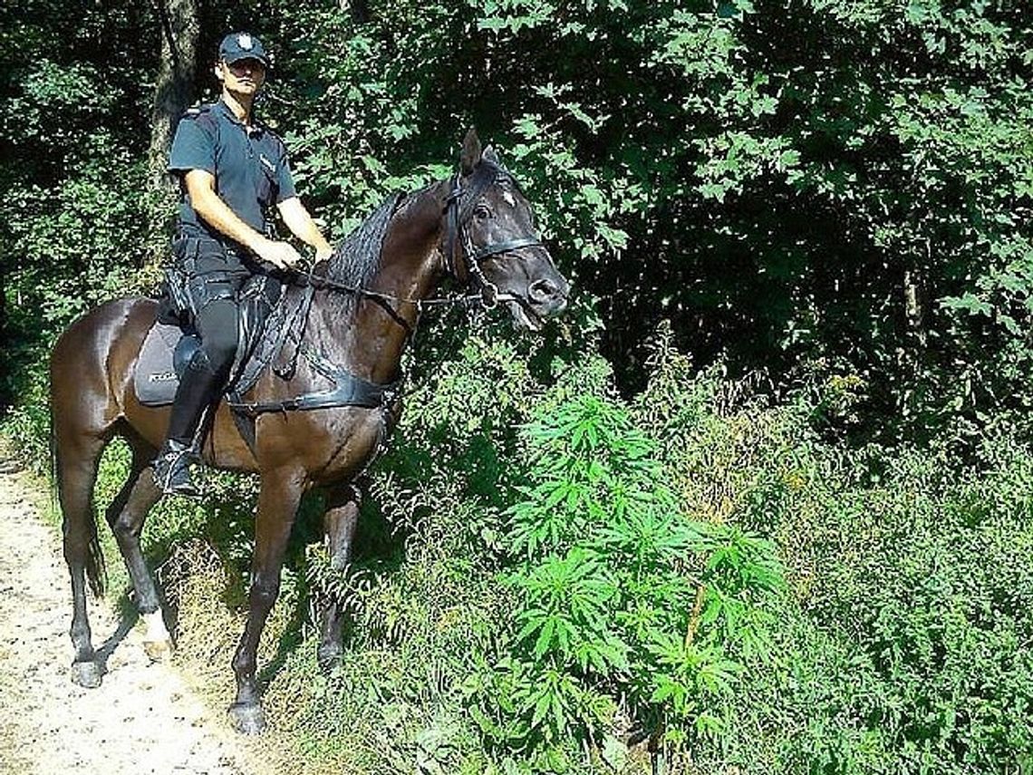 WĘGLÓWKA: Policjanci na koniach ujawnili krzewy konopi