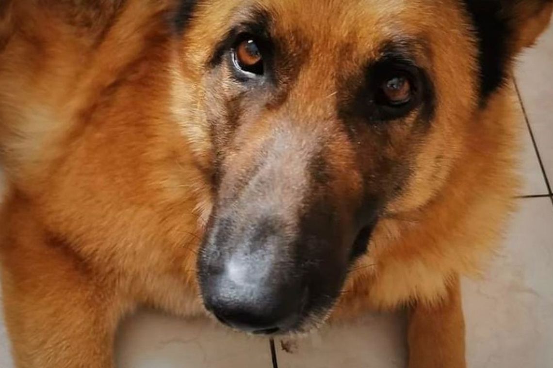 Wiele razy ratował życie ludziom. Teraz Brutus prosi o pomoc człowieka