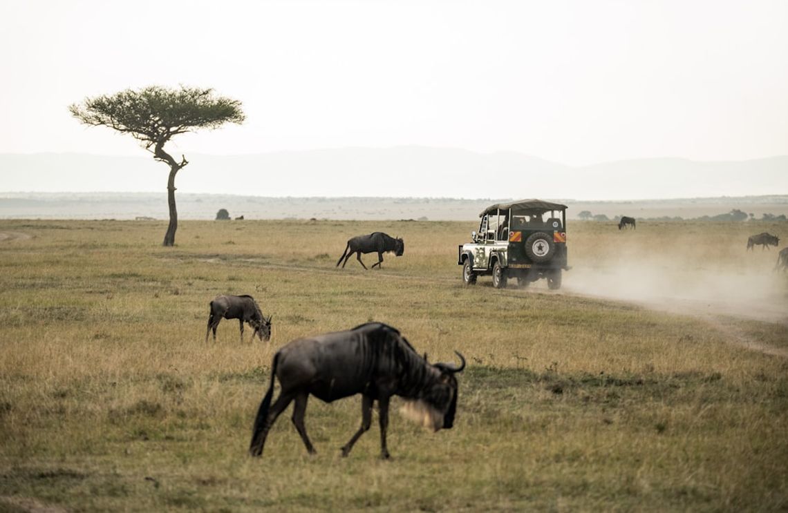 Safari w Tanzanii podczas Wielkiej Migracji