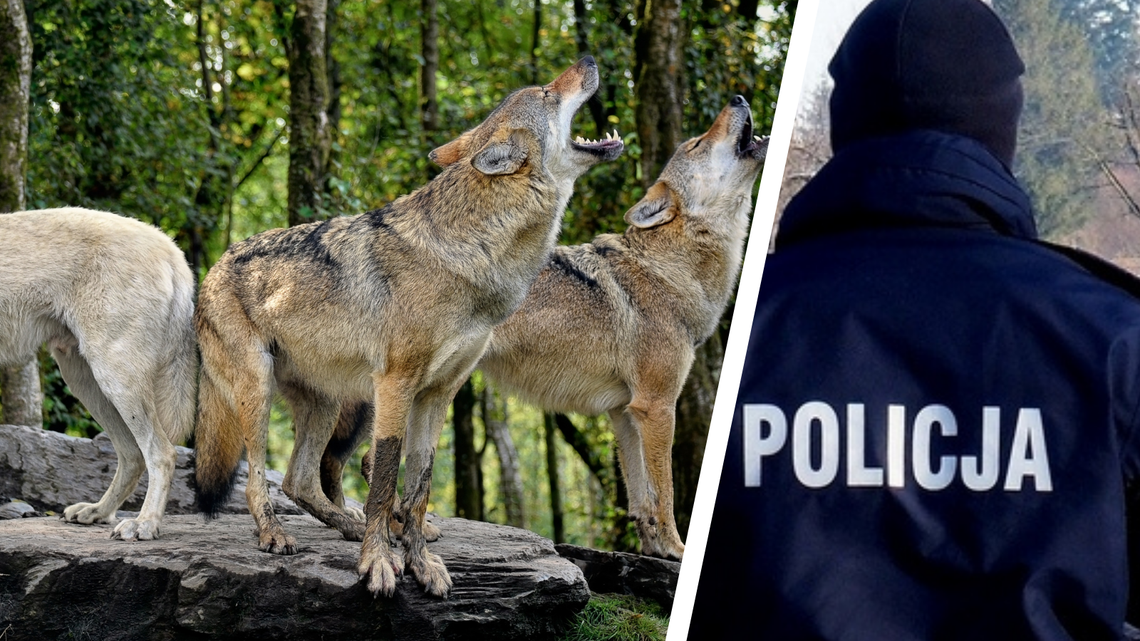 Wilki w Miejscu Piastowym. Ochroniarz wezwał patrol policji