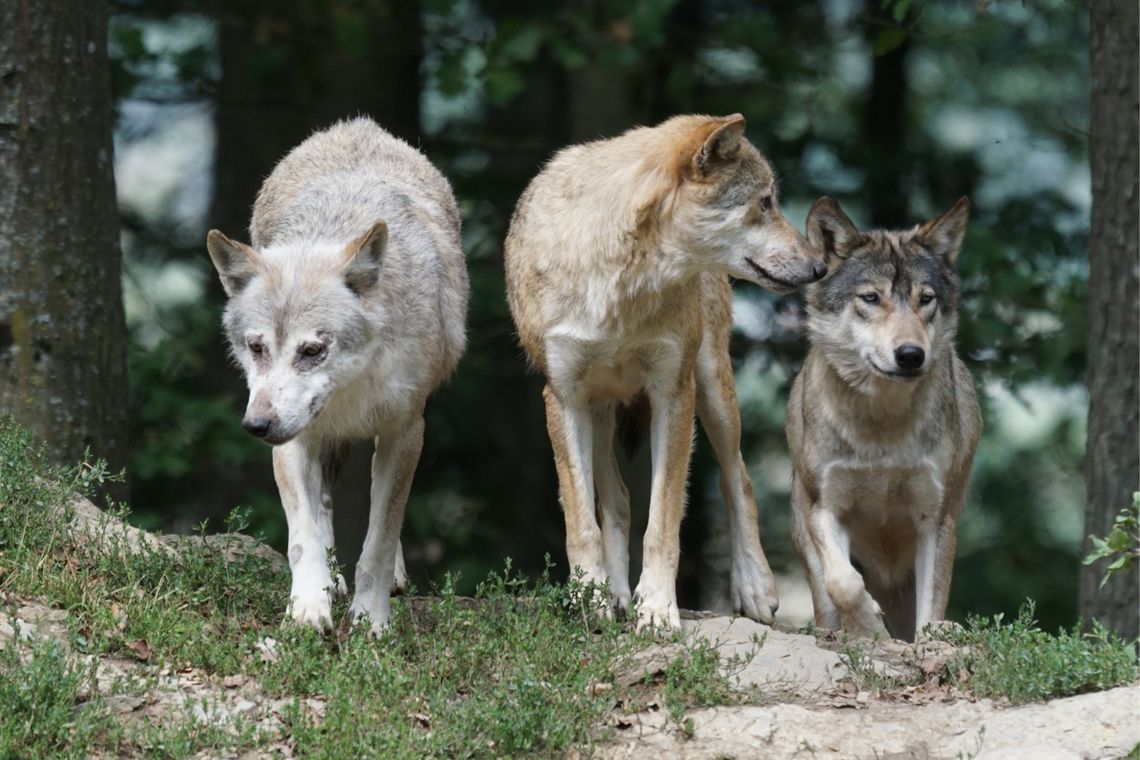 Wilki w okolicach domostw. Urząd Miejski w Dukli ostrzega